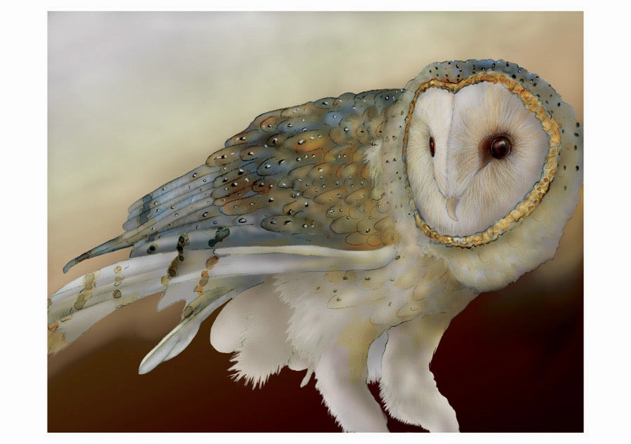 Barn Owls - Jeannine Chappell Boxed Assorted Note Cards